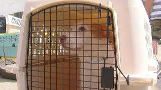 SPCA to find new homes for more than 120 animals evacuated from Louisiana shelters
