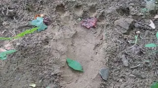 Bigfoot FEET PRINT Findings - Virginia Mountains