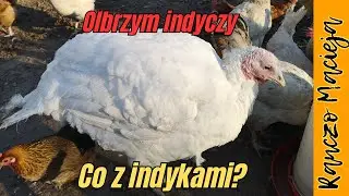 Co dalej z indykami #458 [4K]