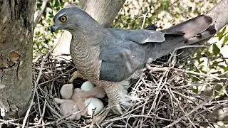 Due to strong storm air two eggs of hawk not hatching @BirdPlusNature