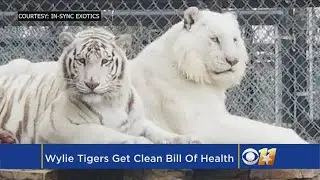 Illegally-Housed White Tigers Rescued, Given Clean Bill Of Health