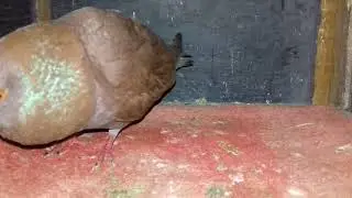 Suara burung dara lagi Galu atau setres