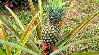 Minecraft Livestream Highlight: Snapxback Hardcore Rage About Pineapples!!!