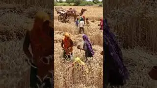 Rajasthani Women Harvesting Crops in the Fields 🌾👩&zwj;🌾 | Hard Work, Tradition, and Rural Grace! 💪💛