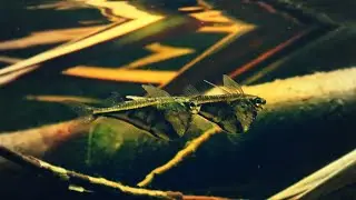 Wycieczka po dzikie ryby z odłowu @BLACKWATERAQUARIUM
