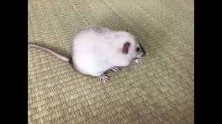 Fussilat photo video collection  [Fancy Rat]