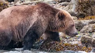 Grizzly Bear eating mussels along the shore