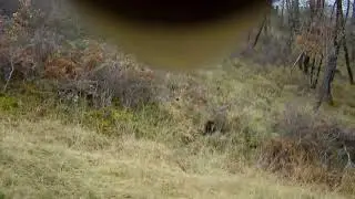 Biche mirador