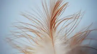 Guy Gadbois & G Coulter: Plume (Martin Andrioli Remix)