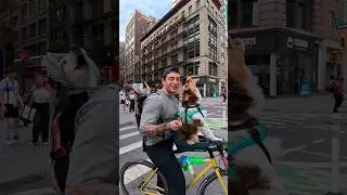 Awoobers clearing the way #dog #puppy #nyc