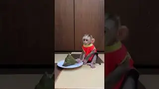 Brave Baby Monkey Max Look So Handsome
