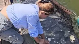 Así es el proceso de cosecha de tilapia en una granja en Ahome, Sinaloa ￼