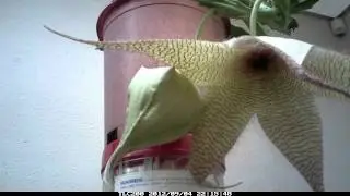 Starfish flower