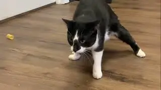 Special Needs: Max & Muffin