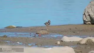 Killdeer foraging and feeding along a beach shoreline in Ontario, Canada.