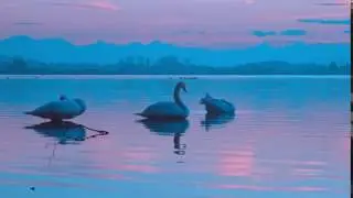 Blue swans