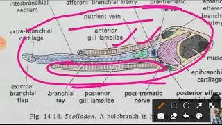 Scoliodon - Respiratory System