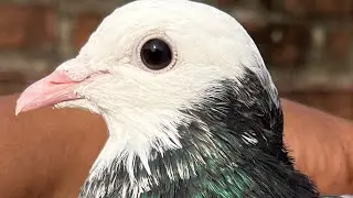 Yasine pigeon care is live!