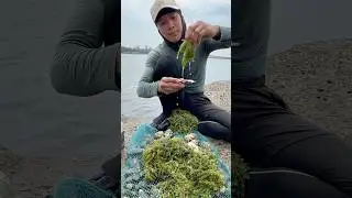 Mukbang Lato o Sea Grapes😲😲😲#trending #viralvideo #sea #viralshorts #shortvideo #mukbang #shorts