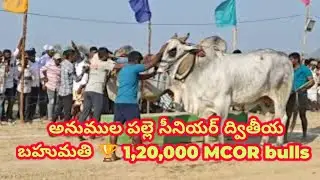 MCOR bulls ద్వితీయ బహుమతి 🏆 అన్నం పల్లె సీనియర్ 2025