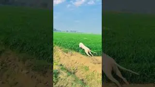 unbelievable jumping and racing hunting dog breed🐗🐲🐗 #pets #vairalvideo #foryou #animals #shorts