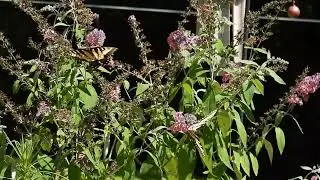 Eastern Tiger Swallowtails