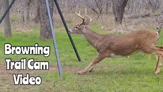 Browning Spec Ops Edge Trail Cam Video Nov. 19, 2022
