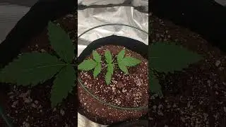 Dutch passion, barney's farm, terpenne Master Seeds