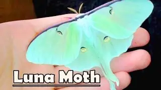 Handling a LUNA MOTH! - (Actias luna)