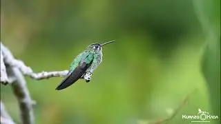 Polytmus theresiae-Beija-flor-verdeGreen-tailed Goldenthroat