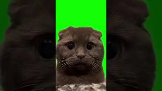 Cat Sad Eyes meme (Green Screen)
