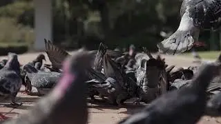 Bird Flying in Slow Motion | How Birds Look Like in Slow Motion