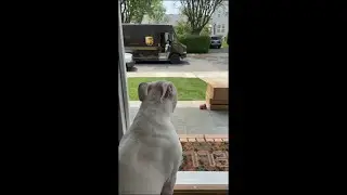 Dog Getting a Treat From UPS Delivery Man