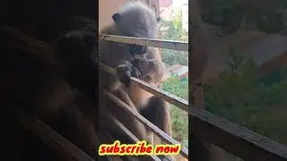 monkey cool at  my window.