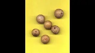AMLA, schnelle Selbstherstellung einer Vitamin-C-reichen Vitalnahrung, Chyawanprash, aber unerhitzt!