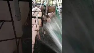 pig bath #pig #pigshorts #piggies #pigfarming