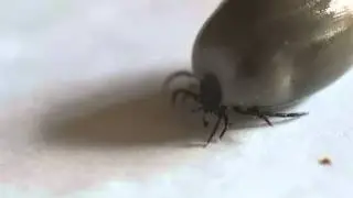 Ixodes ricinus
