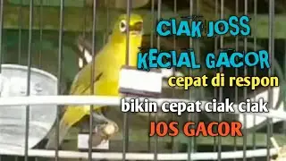 CIAK CIAK JOSS KECIAL KUNING GACOR ‼️Cepat Di Respon Bikin Semua Kecial Ciak Ciak Jos Gacor