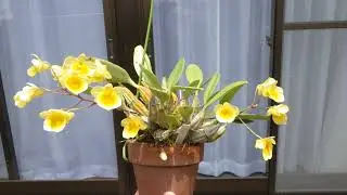 Time Lapse Blooming Dendrobium lindleyi (aggregatum)