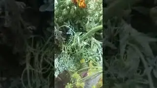 زار شامي أنتج الشاعر موسى مسفر بن مطاعن الناشري
