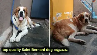 top quality saint Bernard dog for sale in telugu/ 7842145552 /aj pets