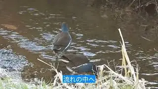 小川のバン(鷭)