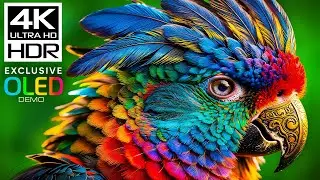REAL OLED HDR 4K Video Demo | 120 fps Dolby Vision Ultra HD