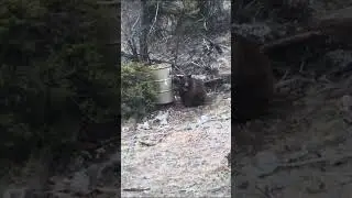 Bang💥#wstrnelvtn #westernelevation #nature #hunting #bearhunting #blackbear #wildlife #bear #wehunt