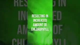 Drinking matcha every day results in a noticeable mood boost, optimized all day energy, and potentia
