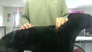 Administering a Subcutaneous Injection