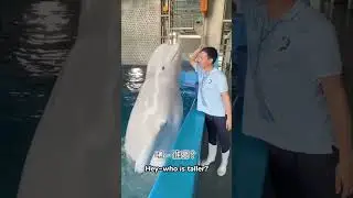 Comparing heights with a beluga whale... the result was hilarious🐋#cetacean #whale #funny #cure