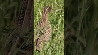 New Common Quail Sound #youtubeshorts | HD Video #quailsound #quailbirds #batairkiawaz #birds