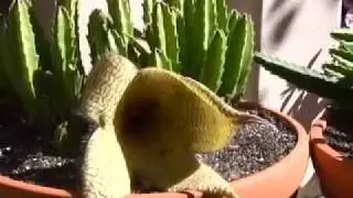 Stinky Flower