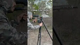 These cheap 55 grain 5.56 rounds are underrated #outdoors #hunting